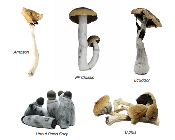 Mushroom Genetics