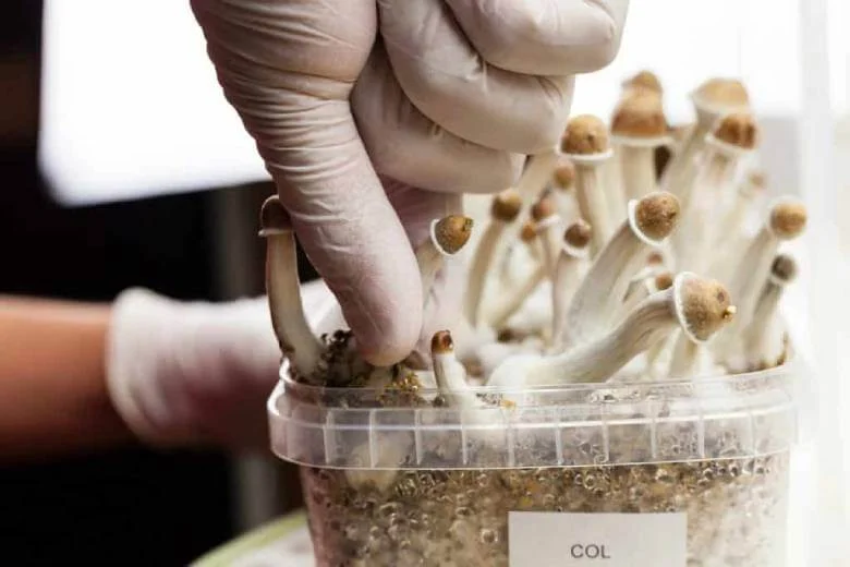 Growing Magic Mushrooms